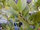 Bay Laurel - <b>Laurus</b> nobilis L.
