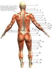 Muscular System Diagram - POSTERIOR (Back) View