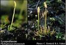 Photo of <b>Lycopodiaceae</b> Mirb.