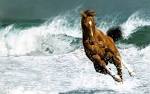 Beautiful Horse - Horses Wallpaper (22410583) - Fanpop fanclubs