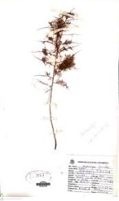 Image result for Asparagus asiaticus