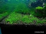 Thread: WTB <b>eleocharis</b> 'japan'