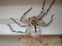 Huntsman spiders originally