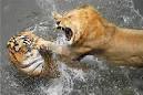 Lion vs Tiger | Pictures of Cats