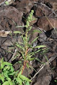 Image result for Amaranthus squamulatus