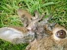 Neighbor killed a jackalope