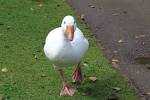 goose | My Wild Life