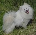 American Eskimo Information and Pictures, Spitz, American Eskimo Dog