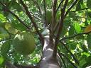 <b>Artocarpus</b> heterophyllus
