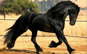 Father of Forcer (Stallion plz. Anyone welcome!) Images?q=tbn:ANd9GcQF3BMCGavavBVOsyNGtEX5AjEmLcPRFBYfgmEL-GF_ObfkQd5B