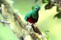 quetzal-bird.jpg