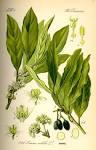 File:Illustration <b>Laurus</b>
