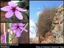 Photo of <b>Elaeocarpaceae</b> Juss.