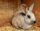 кролик pronunciation