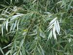File:<b>Salix</b> alba leaves.jpg