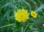 File:<b>Sonchus</b> asper2.jpg
