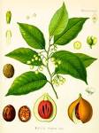 (<b>Myristicaceae</b>) Muskatnuß