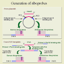 <b>In Situ Hybridization</b>
