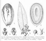 File:<b>Myristicaceae</b>