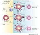 Figure 4 : Janus-like role of regulatory iNKT cells in autoimmune ...