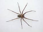 BROWN RECLUSE First Aid Kit | BROWN RECLUSE | BROWN RECLUSE Spider ...