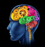 <b>Brain</b> lobe sections made of