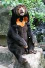 SUN BEAR - Animal Facts and Information