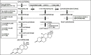 the <b>adrenal cortex</b> (Figure