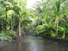 Tropical Landscape: Tropical Landscaping with Emphasis on Palm ...