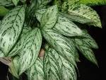 File:Starr 070906-8788 Aglaonema commutatum.jpg - Wikimedia Commons