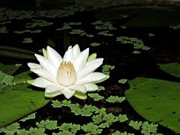 Image result for Nymphaea lasiophylla