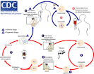 DPDx - <b>Babesiosis</b>