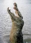 Crocodilians: Natural History & Conservation: Crocodiles, Caimans ...