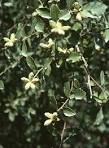File:<b>Quillaja</b> saponaria.jpg