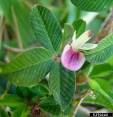 <b>Lespedeza</b> has a semi-woody