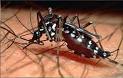 Under The Angsana Tree: Dengue Fever Outbreak
