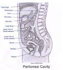 <b>Peritoneal Cavity</b> Diagram