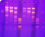 2008 <b>electrophoresis</b>: 2010