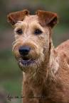 Der Irish Terrier von fotoARTstudio - Der-Irish-Terrier-a25398849