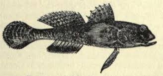 Image result for Favonigobius lentiginosus