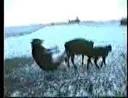 HAYVANLAR Videos mp3, mp4 indir, tek parca, izle