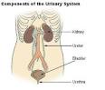 Osmotic <b>diuresis</b> is increased