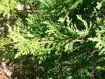 File:<b>Thuja</b> occidentalis1.jpg