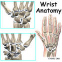 The anatomy of the <b>wrist</b> joint