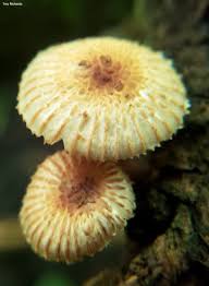 Image result for Heliocybe sulcata