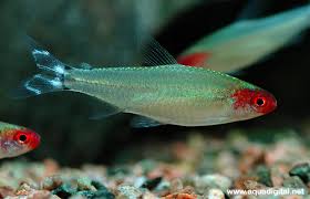 images?qtbnANd9GcQV9xzH9kwXiUiyjmYC6nezMvEj5sD3hm799nx YXi78ReXMnNu - Evcil hayat; Akvaryum images?qtbnANd9GcQV9xzH9kwXiUiyjmYC6nezMvEj5sD3hm799nx YXi78ReXMnNu