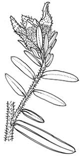 Image result for "hibbertia marginata"