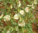 Systematics of <b>Salsola</b>