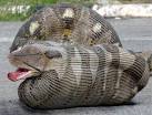 BURMESE PYTHON Just As Freaked Out That It's Swallowing Entire ...