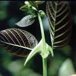 <b>Uncaria</b> tomentosa - Cat's Claw